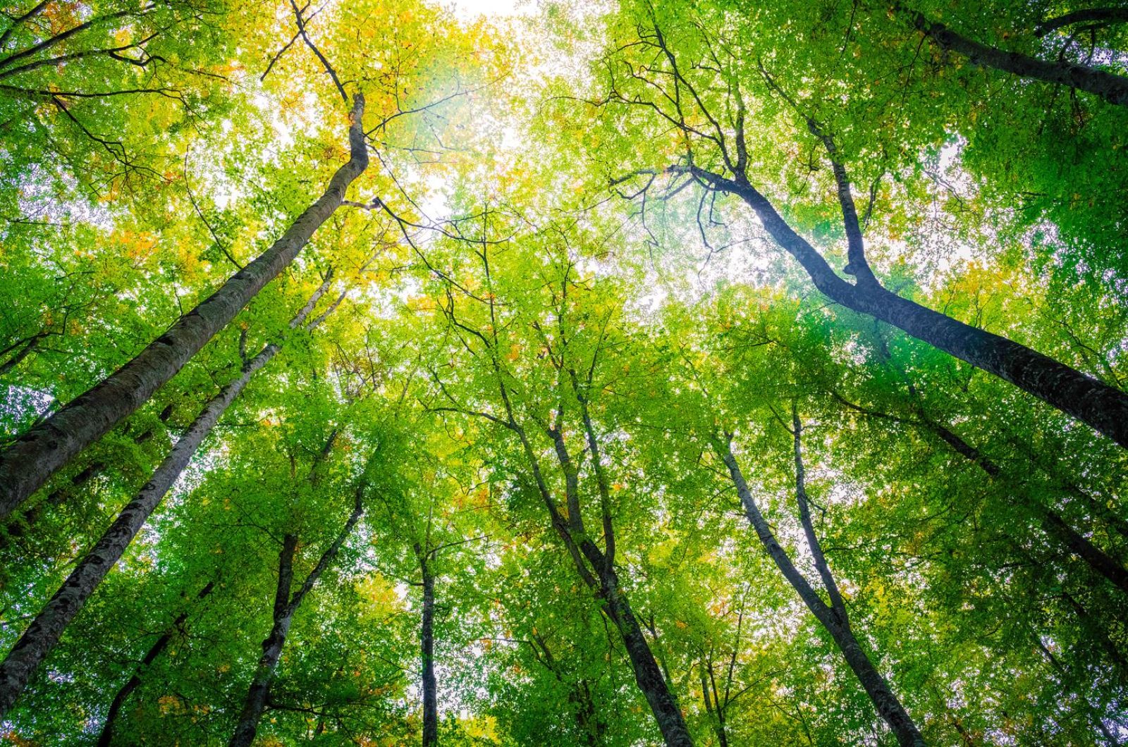 Schmid AG energy solutions - WAISCH