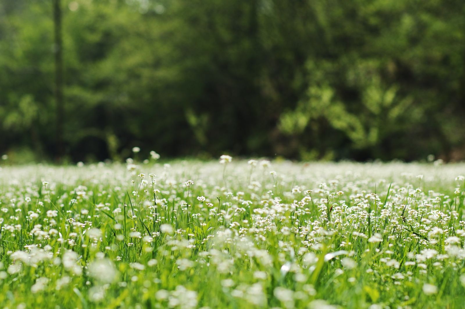 Plantosan AG - WAISCH
