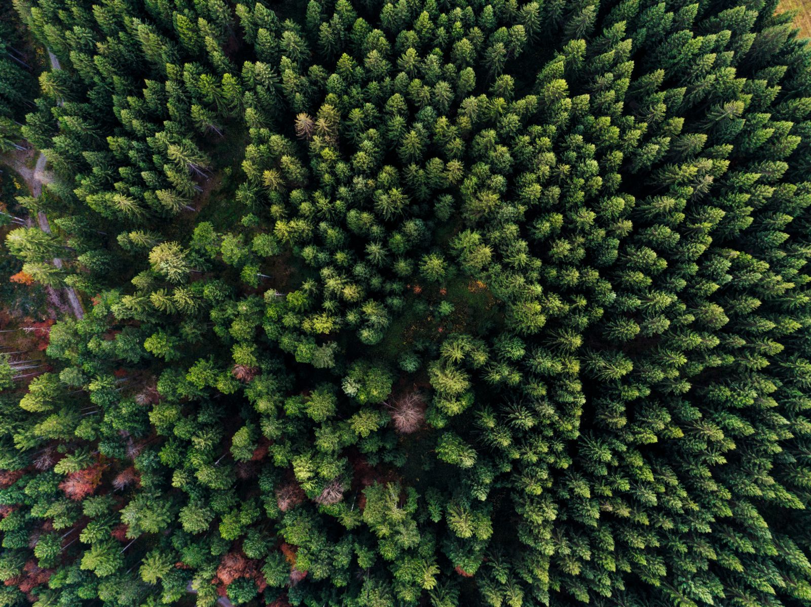 STIHL VERTRIEBS AG - WAISCH