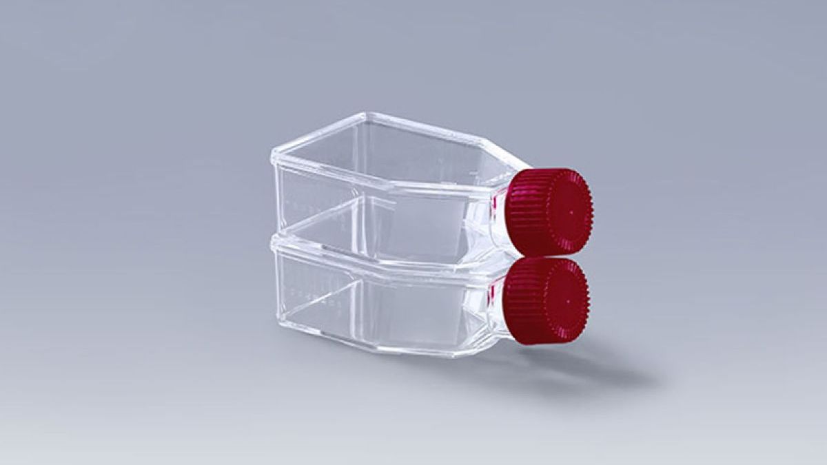 HEK293 Culture in Cell Culture Flasks - WAISCH