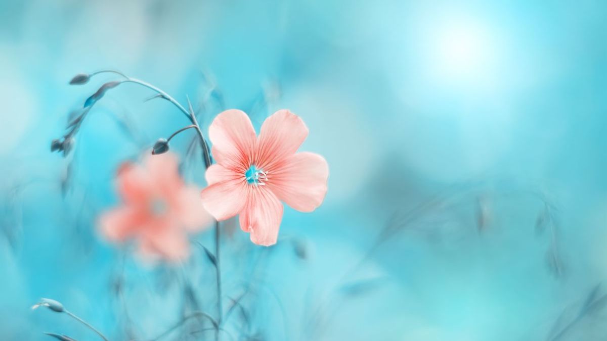 Hochsensibilität und Homöopathie: eine gute Kombination? - WAiSCH