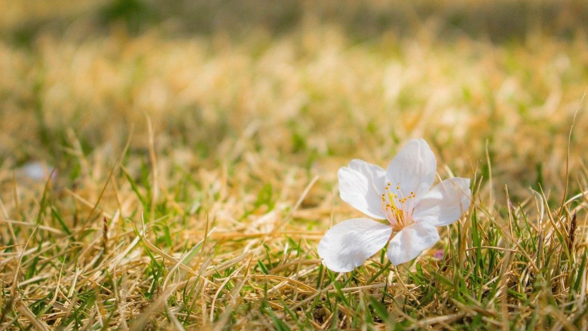 Perfektionismus und Homöopathie: aus ganzheitlicher Sicht - WAiSCH