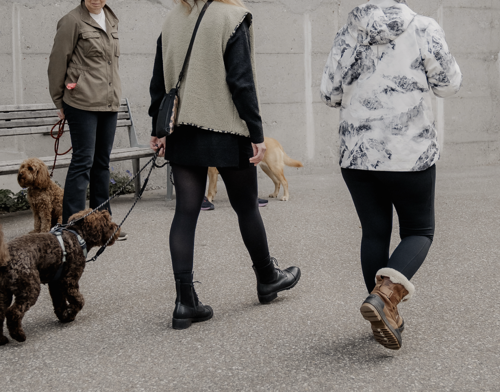 BARKS - DOG MENTORING by Stephanie Greter Background