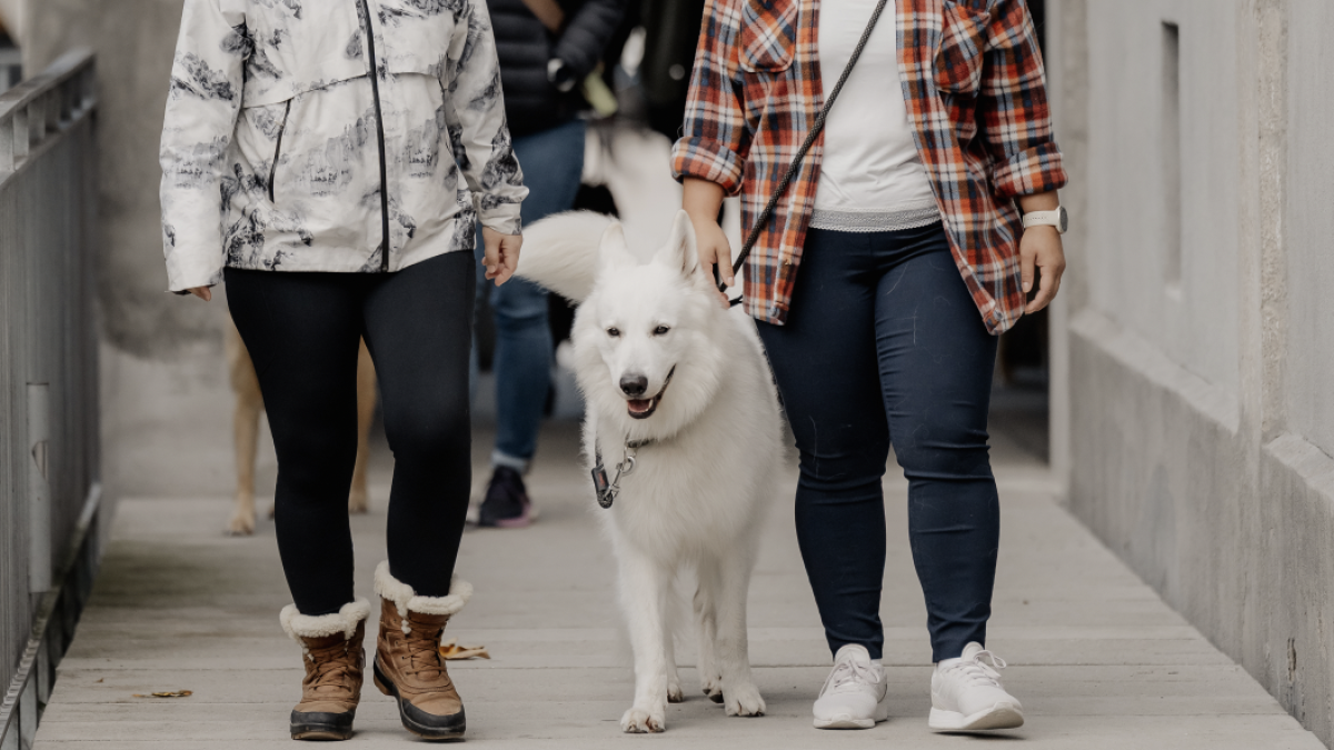 SOCIAL WALK - Unterwegs im Gespräch Region Zug - WAiSCH