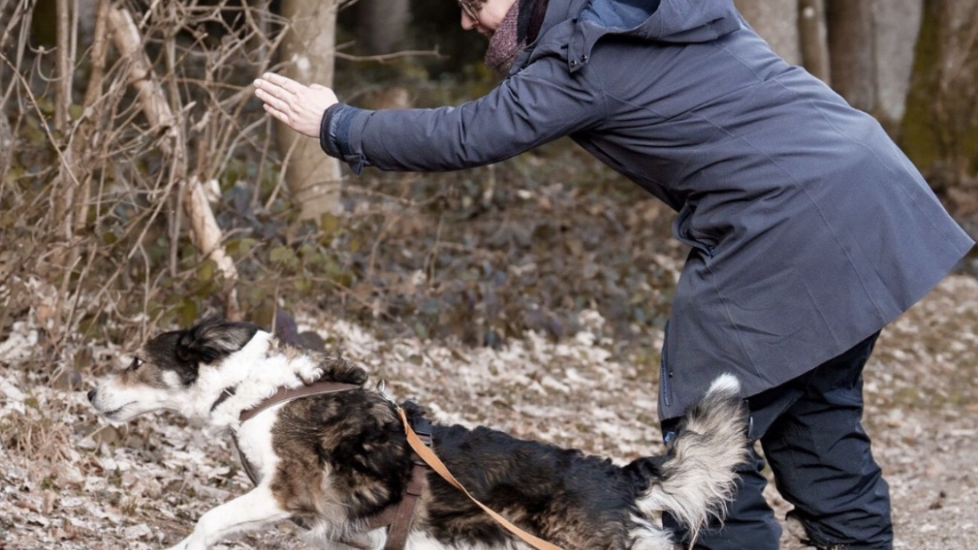 Beschäftigung - Futterbeutelsuche - Region Zug - WAiSCH