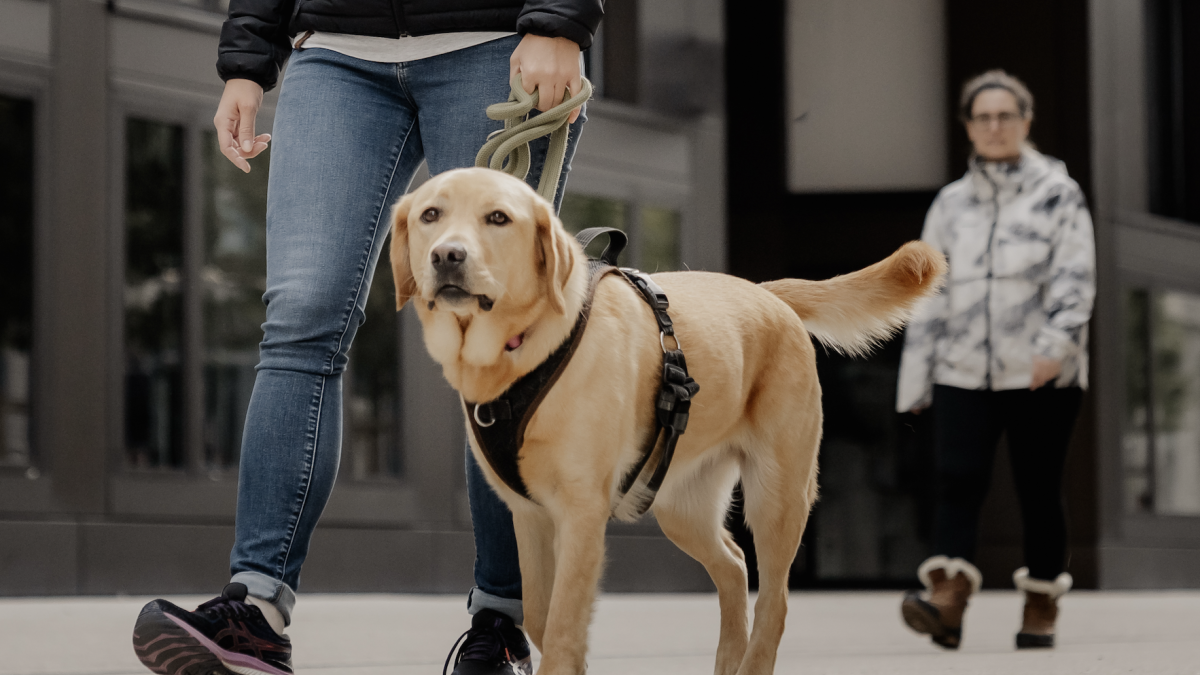 Einzeltrainings - 1:1 Mentoring - Zug - WAiSCH