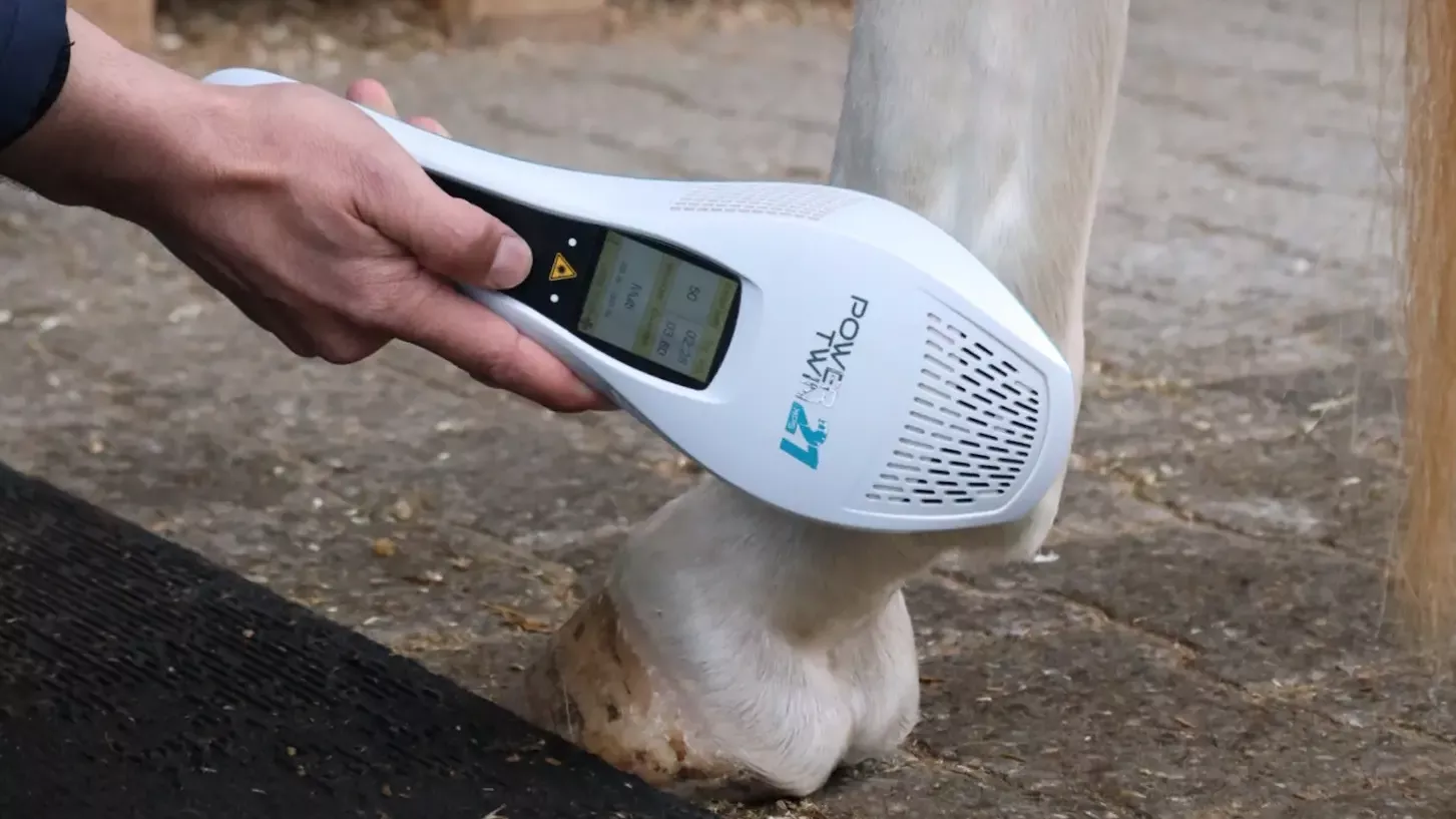 Miete Flächenlaser für Hunde & Pferde - WAiSCH