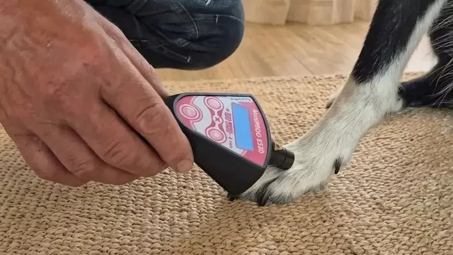 Miete Handlaser / Punktlaser für Hunde & Pferde - WAiSCH