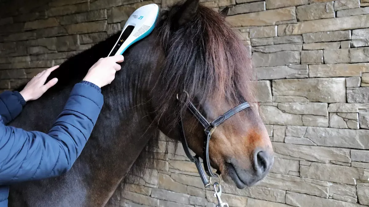 Laser-Therapie bei allergischer Dermatitis wie zum Beispiel dem Sommerekzem